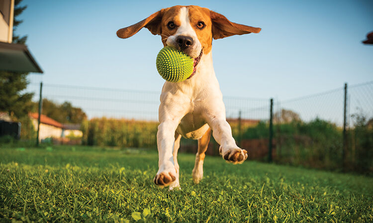 Dog beagle purebred running with a green ball on grass outdoors towards camera summer sunny day on green grass
